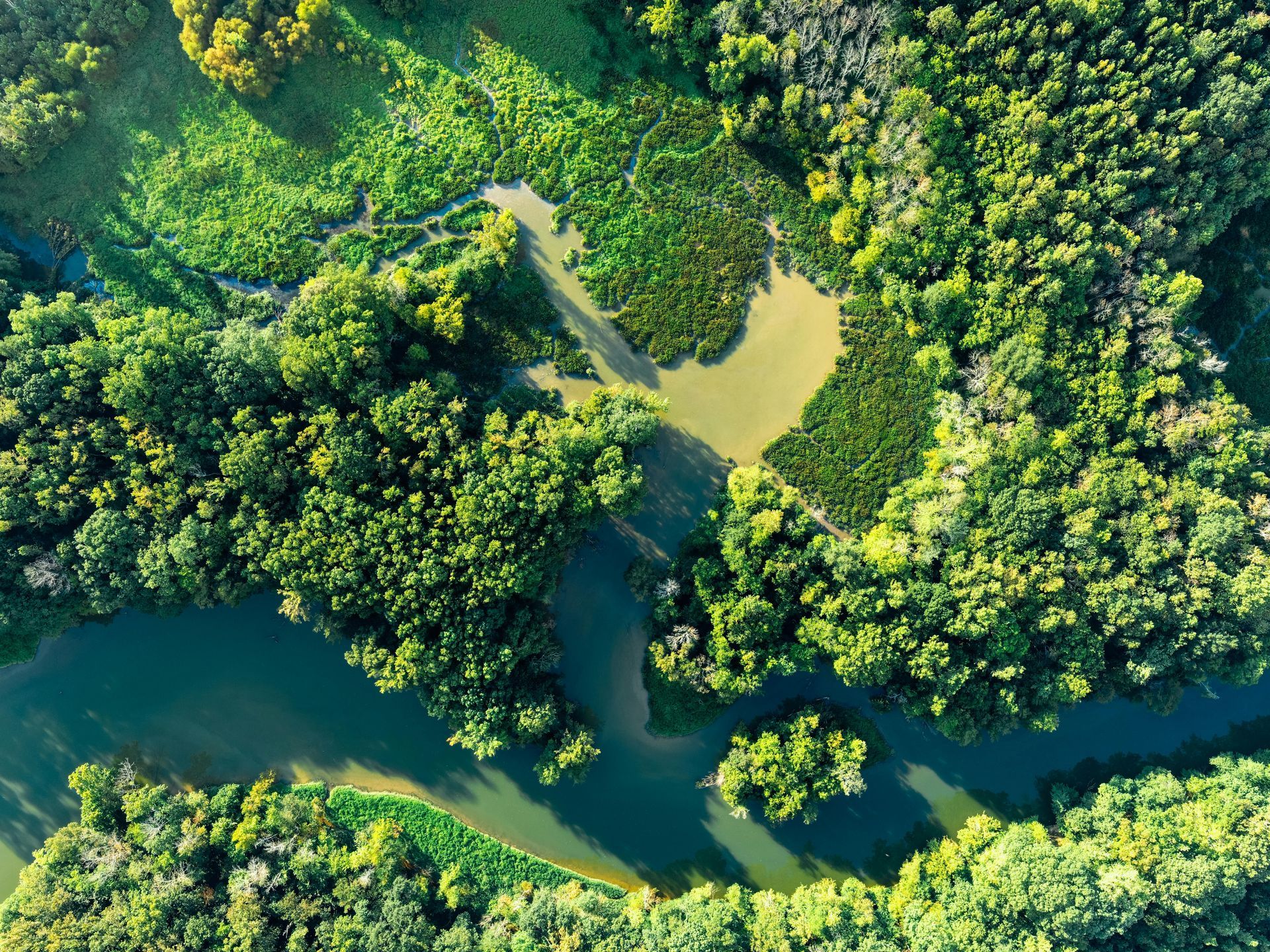 Arial view of forest
