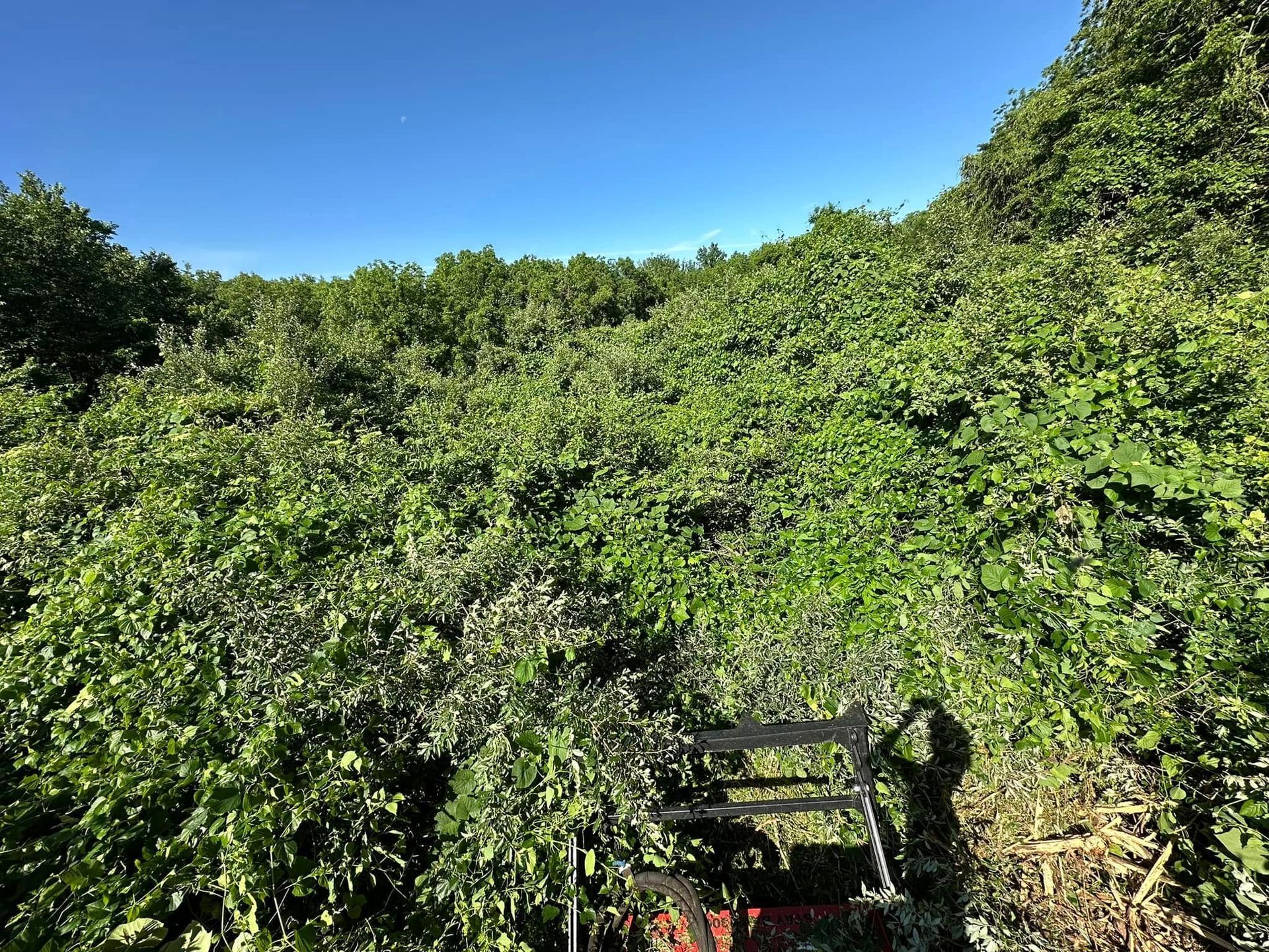 A bench is sitting in the middle of a lush green forest.