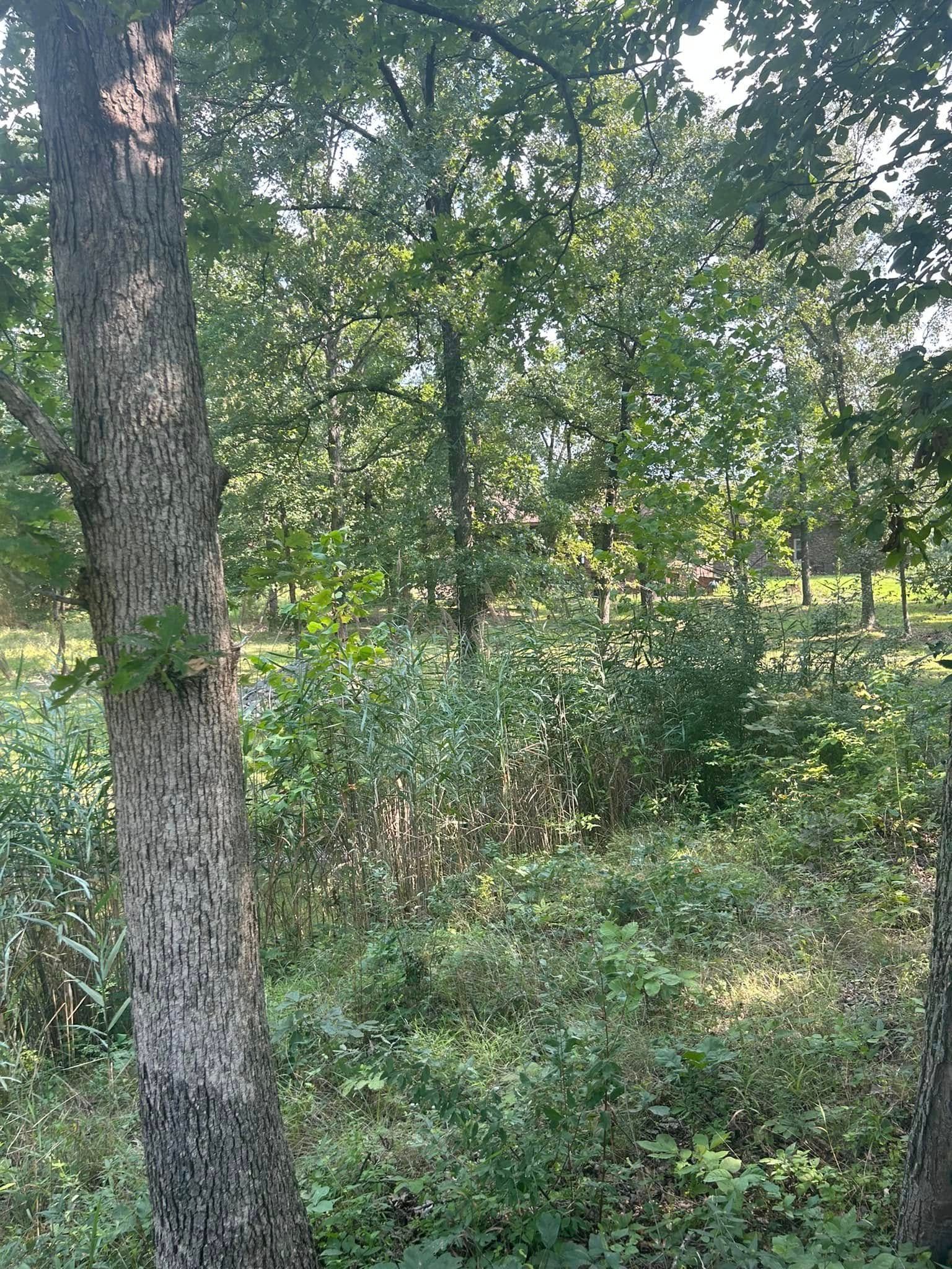 A tree in the middle of a forest with lots of trees and bushes.