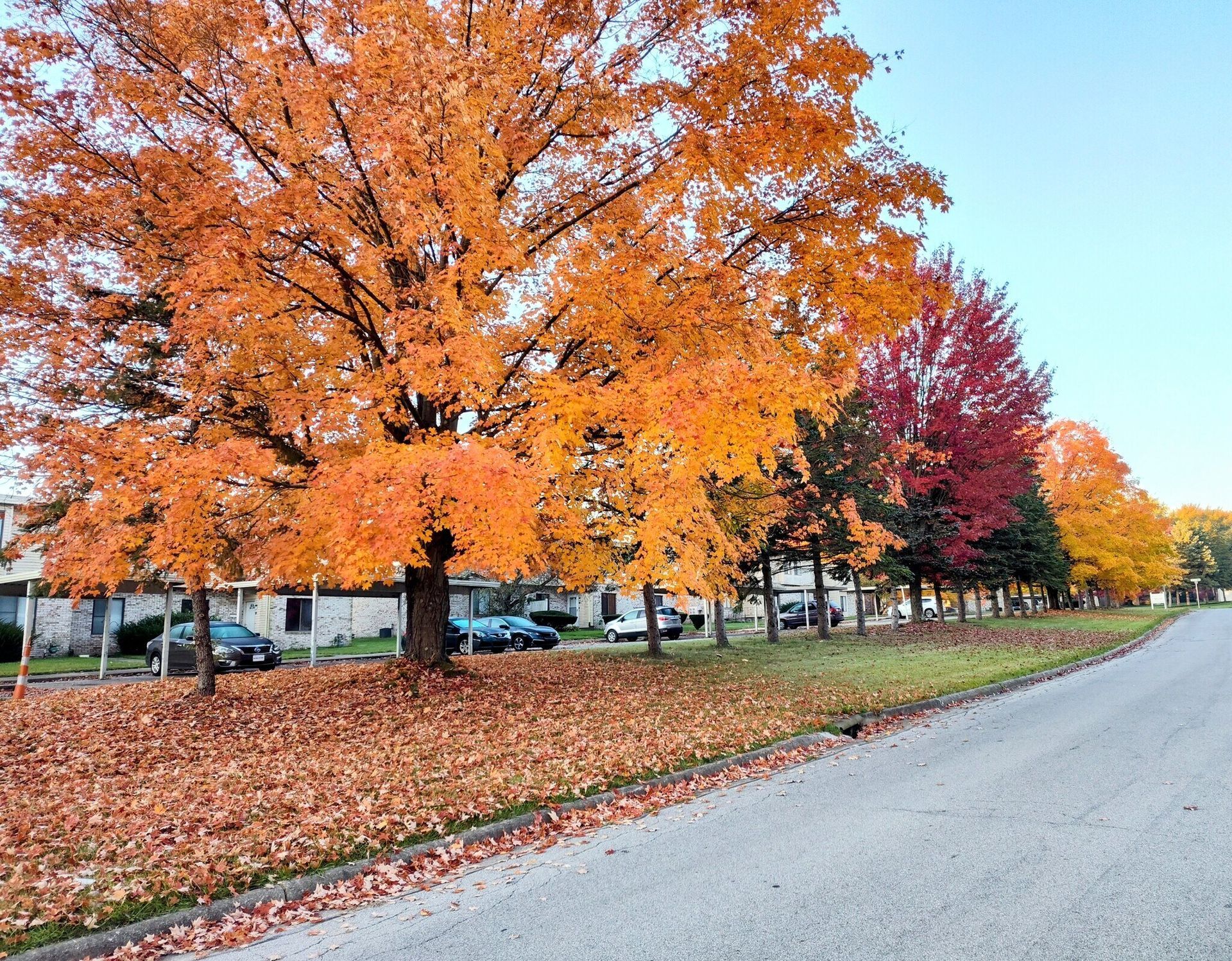 Row of trees with vibrant orange, red, and yellow leaves along a road in autumn.