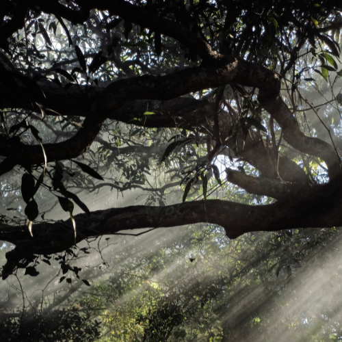 tree-service-shoreline-washington