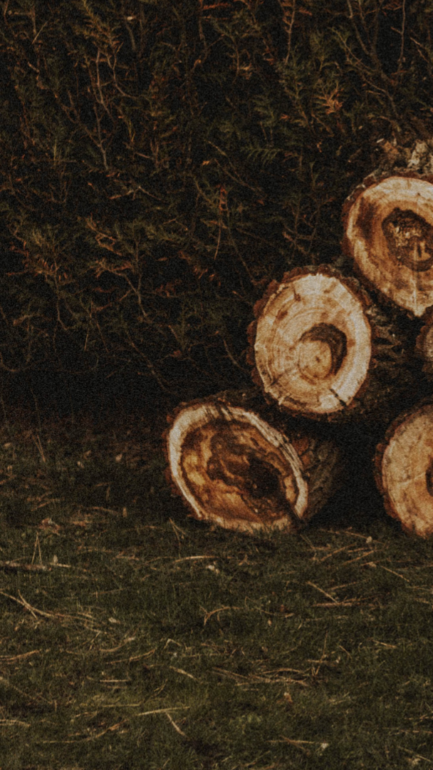 tree-service-shoreline-washington