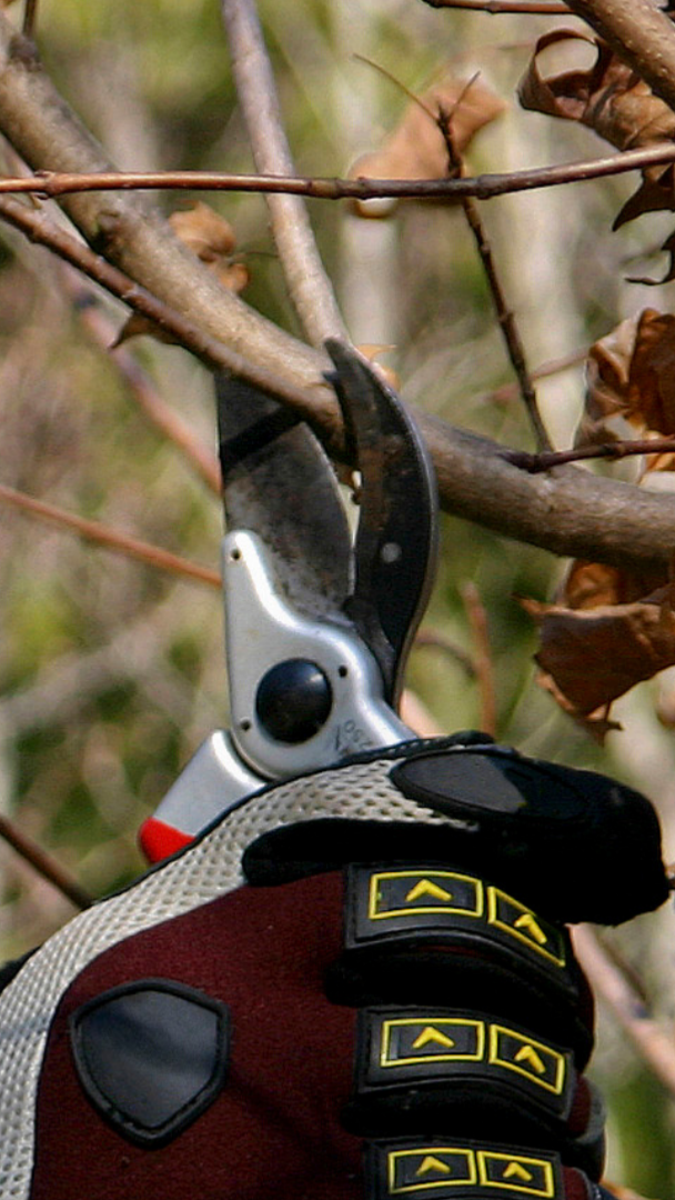 tree-service-shoreline-washington