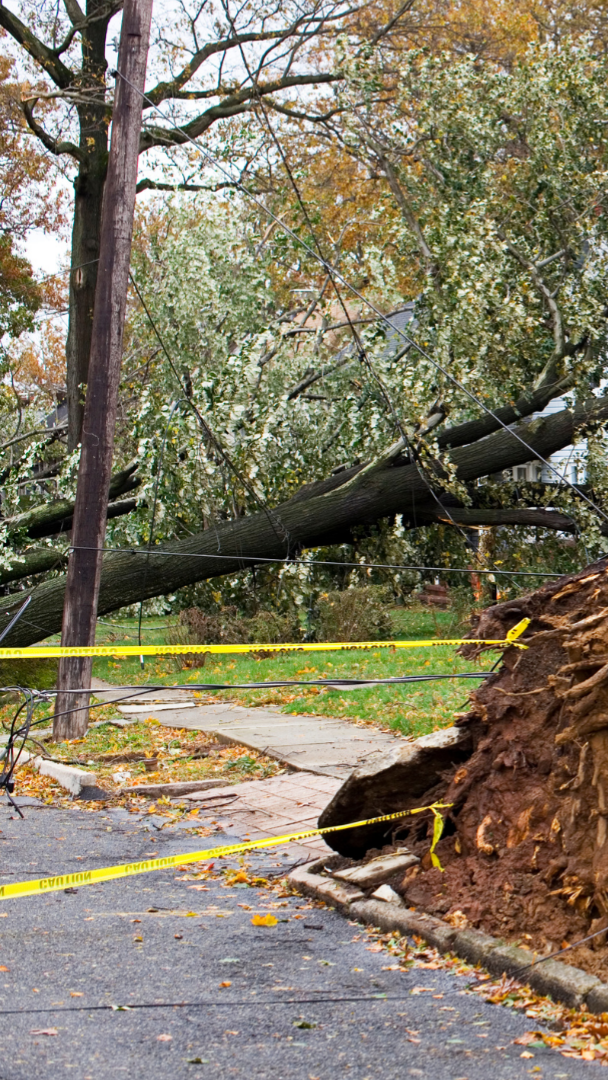 tree-service-shoreline-washington