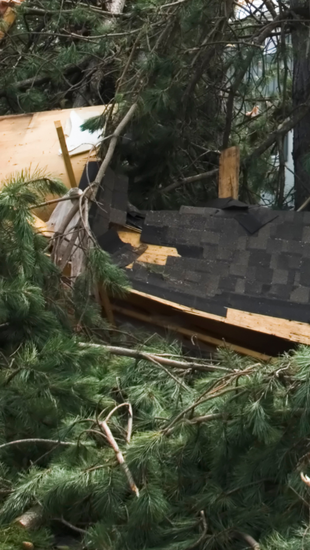 tree-service-shoreline-washington