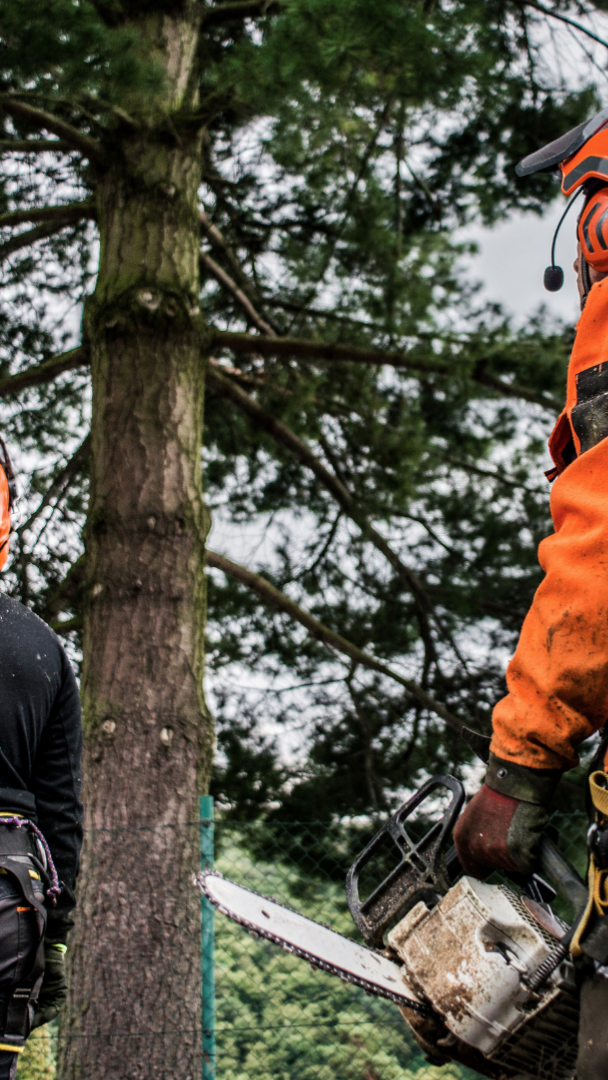 tree-service-shoreline-washington