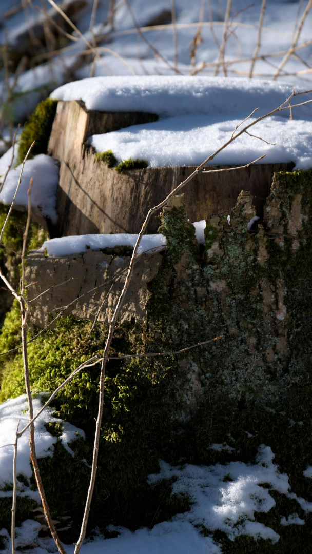 tree-service-shoreline-washington