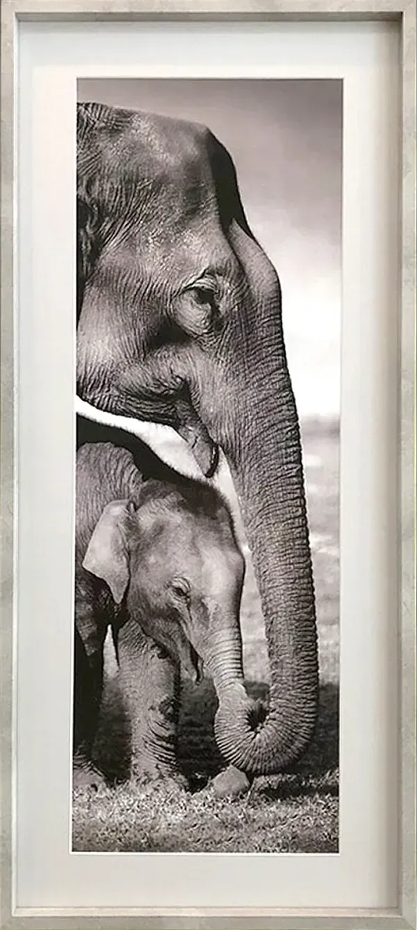Elephants in box frame — Northern Beaches, NSW — Framing on a Budget