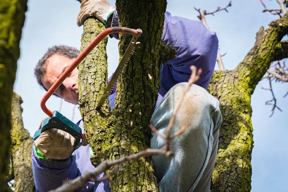 A Man Is Cutting A Tree Branch With A Saw — D & M Tree Services In Wingham, NSW