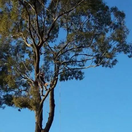 A Man Is Climbing A Tree With A Blue Sky In The Background — D & M Tree Services In Taree, NSW