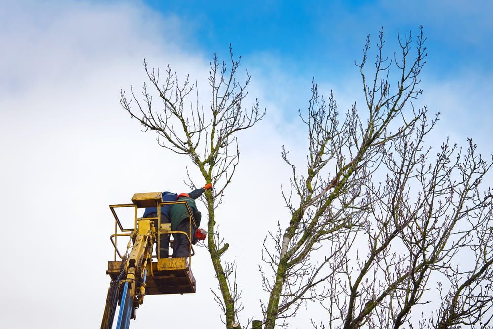 A Man Is Cutting A Tree With A Crane — D & M Tree Services In Taree, NSW