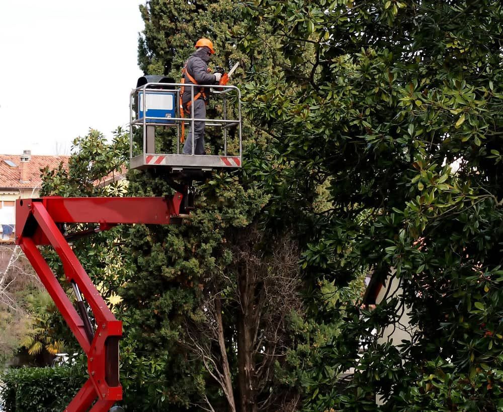 A Man Is Cutting A Tree On A Lift — D & M Tree Services In Taree, NSW