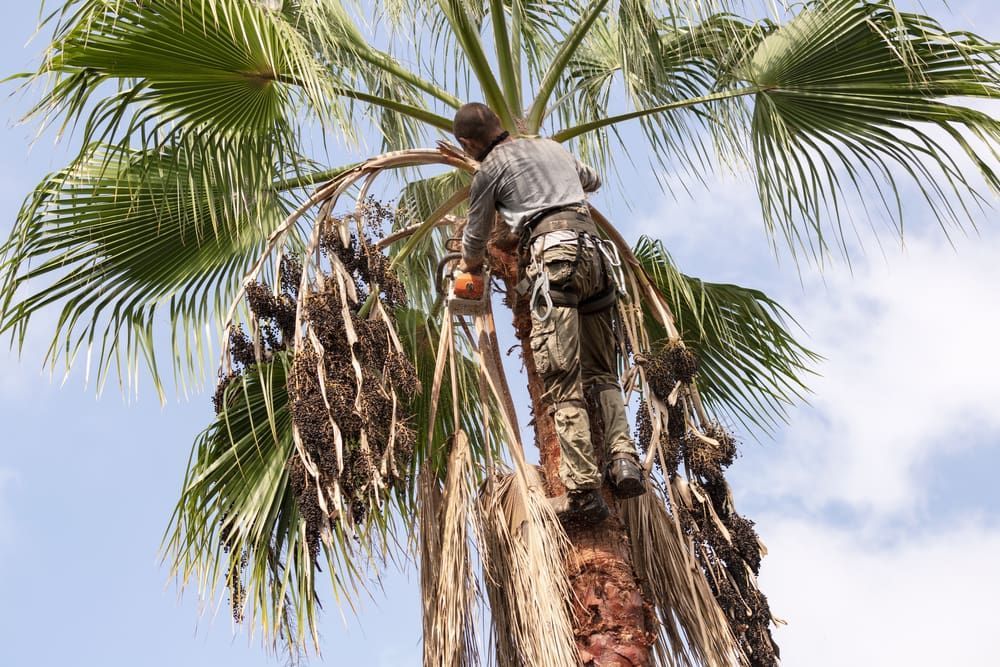 A Man Is Climbing Up A Palm Tree To Pick Dates  — D & M Tree Services In Taree, NSW