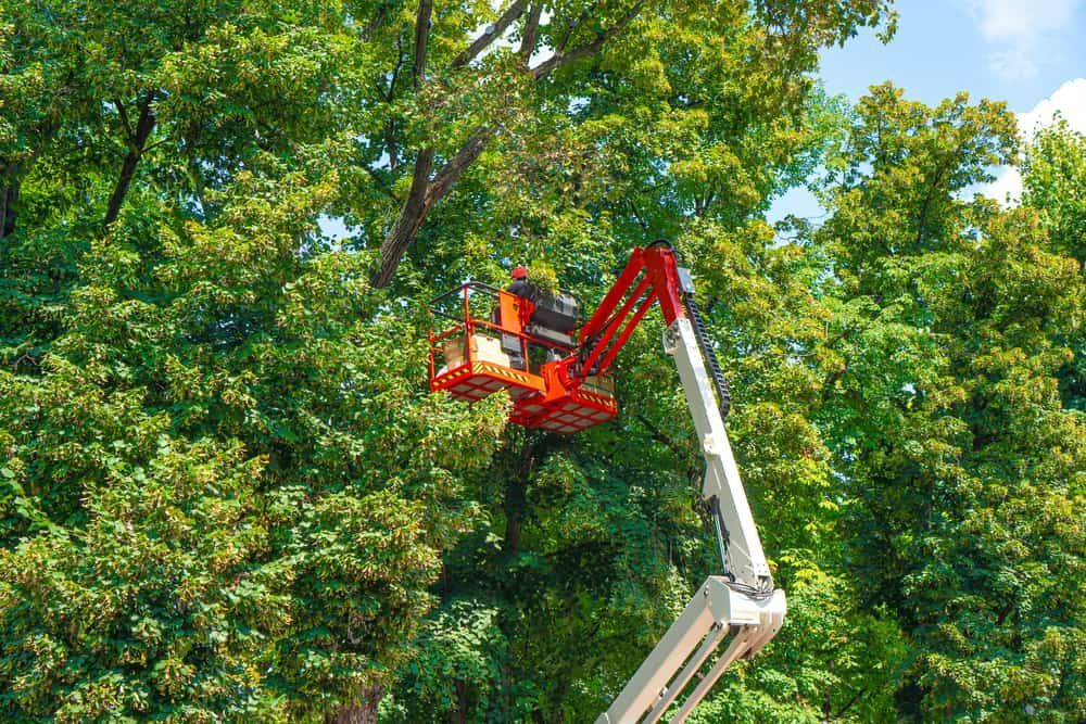 A Man Is Cutting A Tree With A Crane — D & M Tree Services In Wingham, NSW