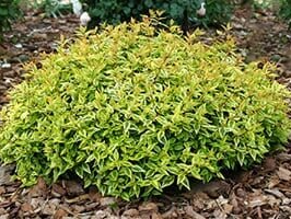 Image of Sunjoy tangelo barberry shrub, hedgerow