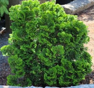 McAuliffe's Valley Nursery, Snohomish, WA