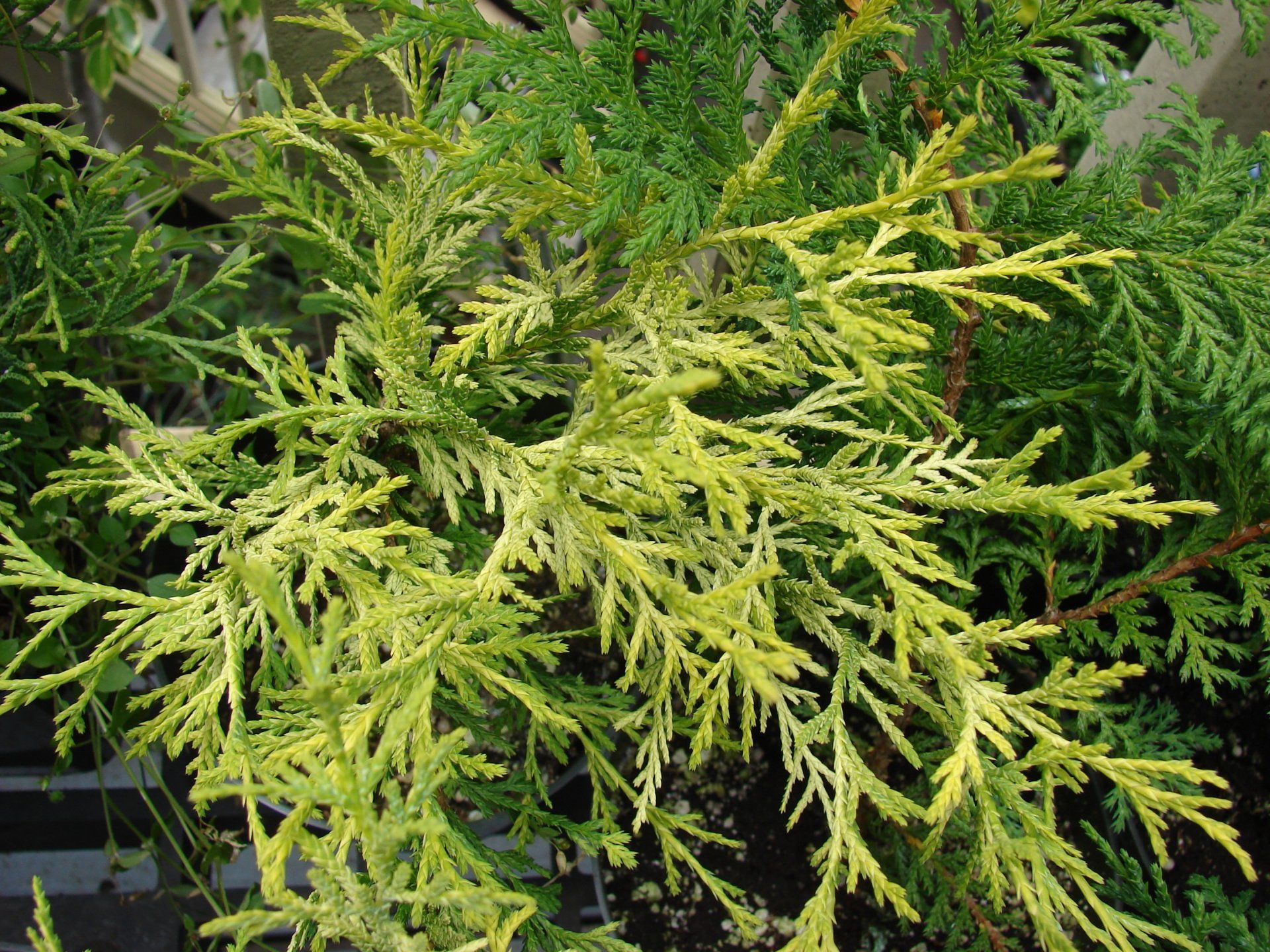 Conifers for Sale in Snohomish, WA