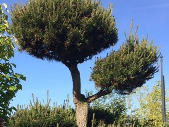 Pinus thunbergii 'Pom Pom'