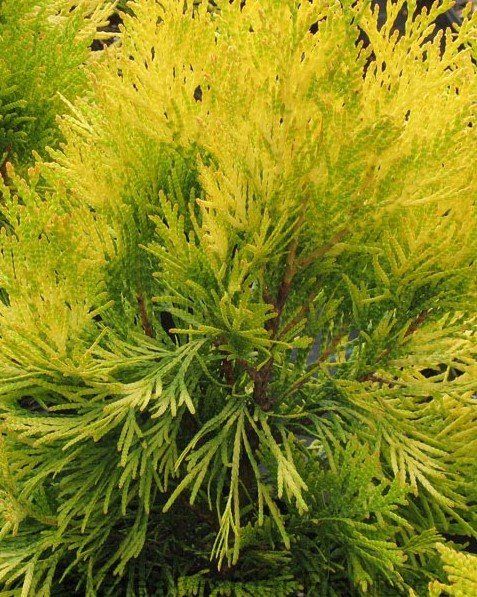 Conifers for Sale in Snohomish, WA