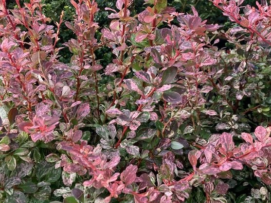 Shrubs for sale in Snohomish, WA