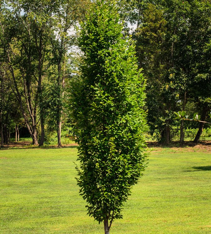 Columnar Goldenchain Tree