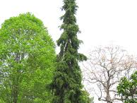 Picea omorika 'Bruns'