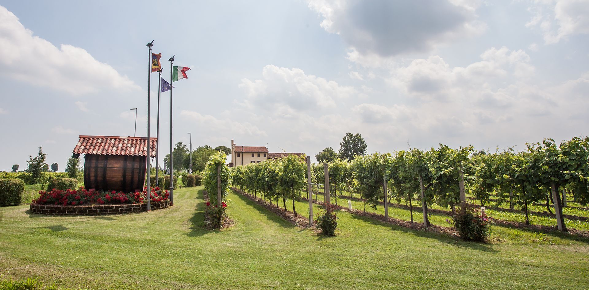 Azienda Agricola Giovanni Tonon - vigneto