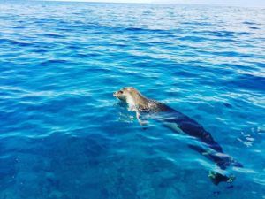 Whale watching excursion departing from Funchal Marina, Madeira