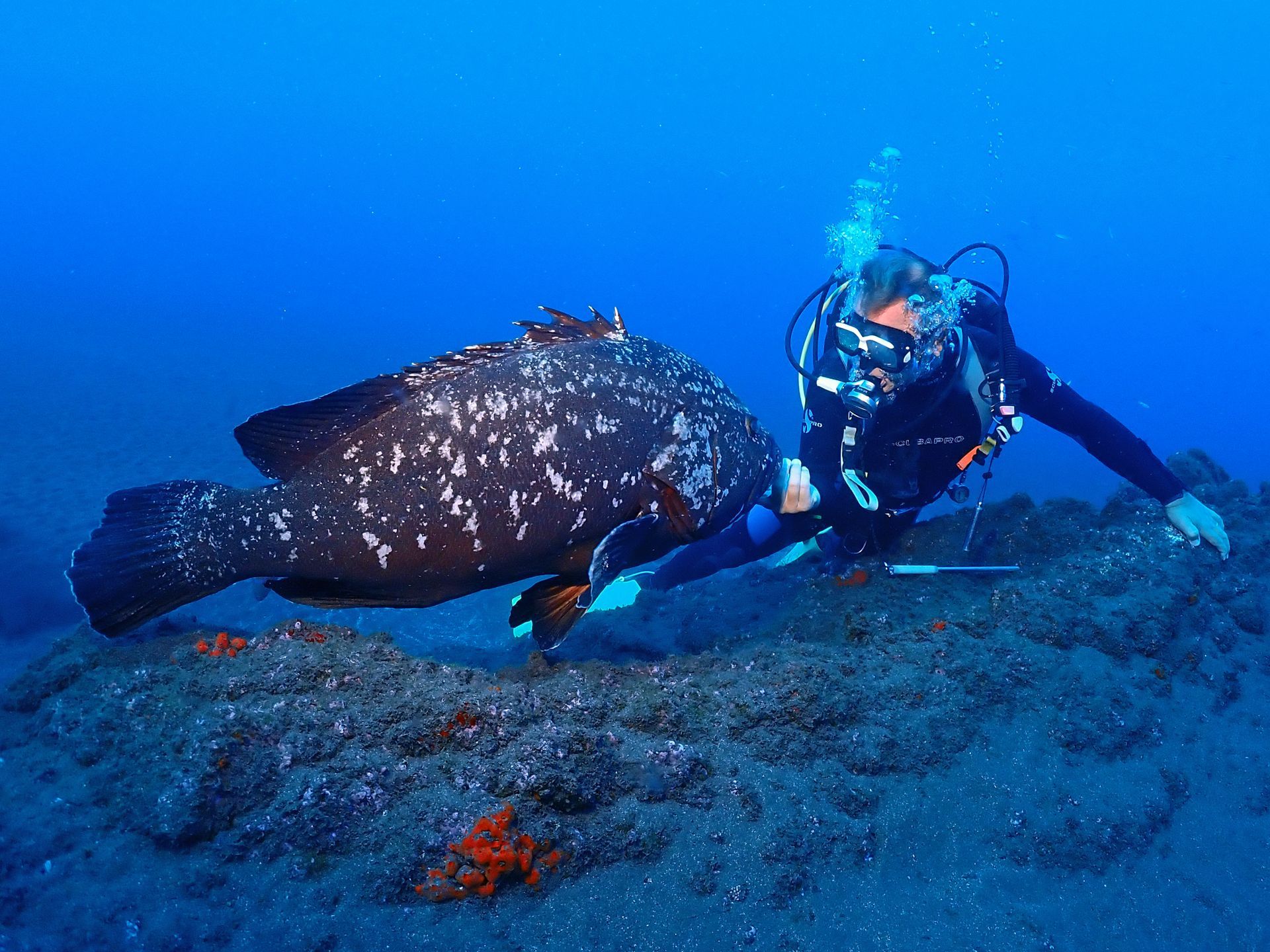 Diving in Funchal, Madeira. Best dive sites