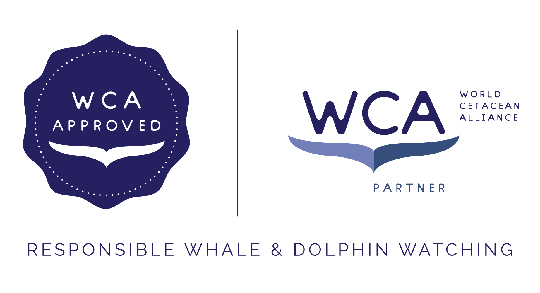 whale and dolphin tour operator in funchal madeira WCA certified