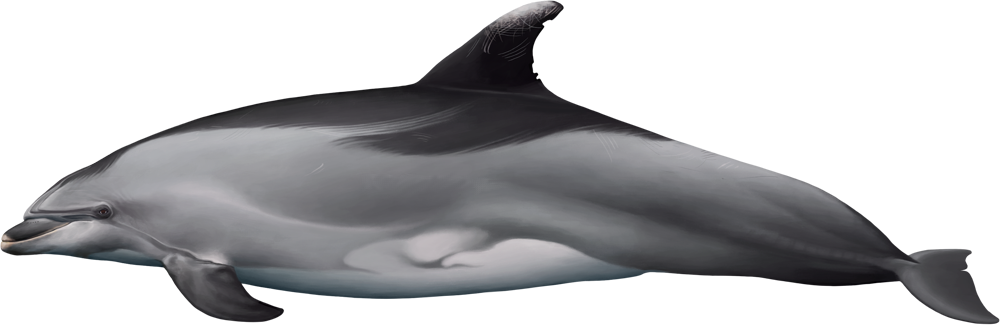 Observation de baleines et de dauphins à Madère