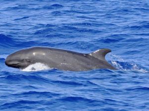 Whale watching excursion departing from Funchal Marina, Madeira
