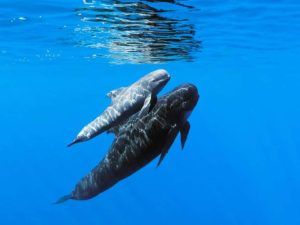 Whale watching excursion departing from Funchal Marina, Madeira
