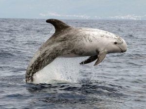 Whale watching excursion departing from Funchal Marina, Madeira