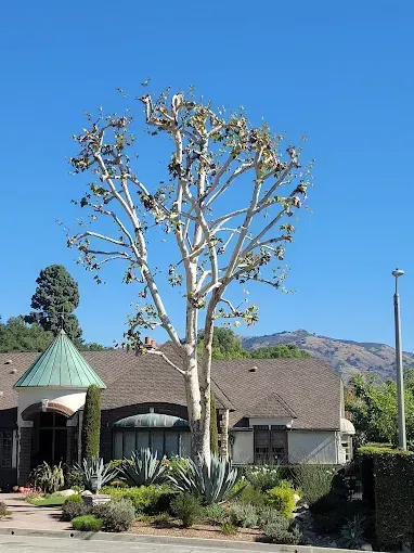 A large tree with a white trunk stands in front of a building with a brown roof and blue sky.