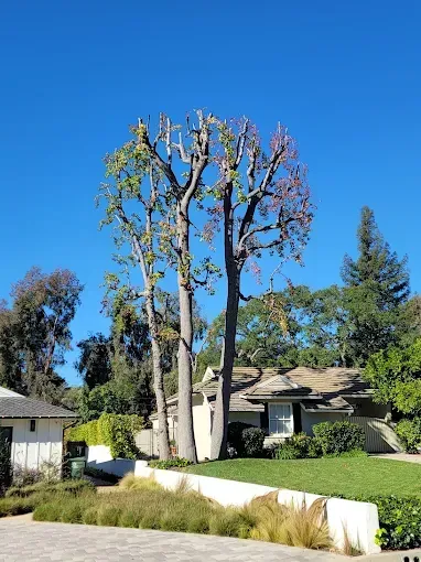 Tall trees with partially pruned branches in front of a house against a clear blue sky.