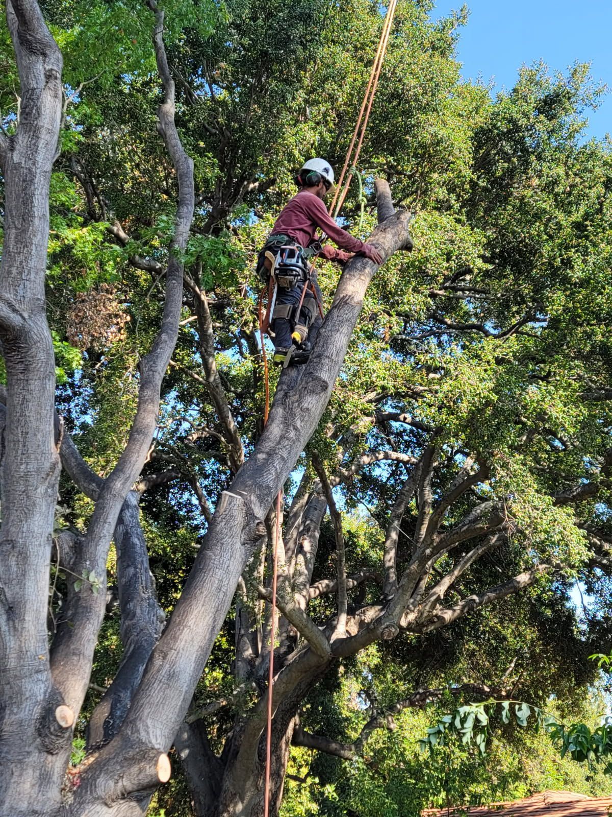 Arborist cutting tree trunk with chainsaw, secured by ropes and harness, against a bright blue sky.