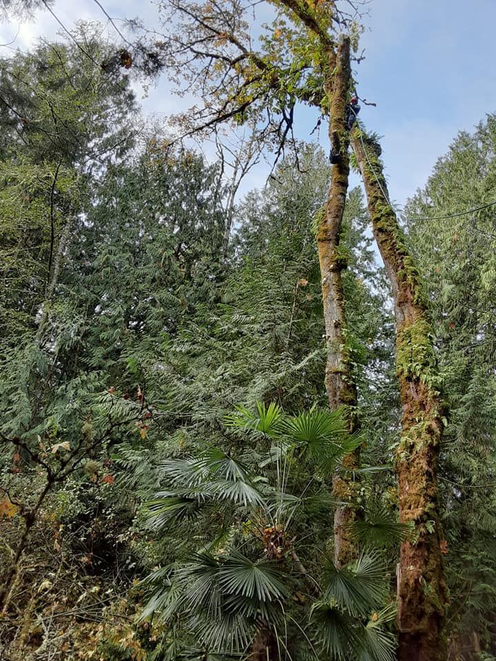 Tall moss-covered trees in a dense green forest under a partly cloudy sky
