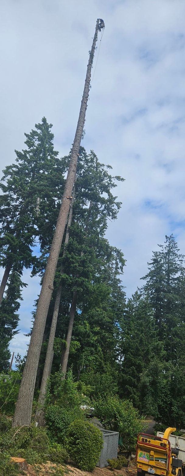 A tall tree is being cut down by a crane.
