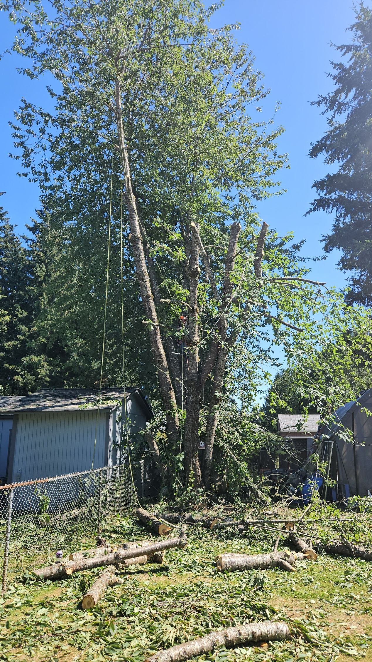 A tree that has been cut down in a yard with a blue sky in the background.