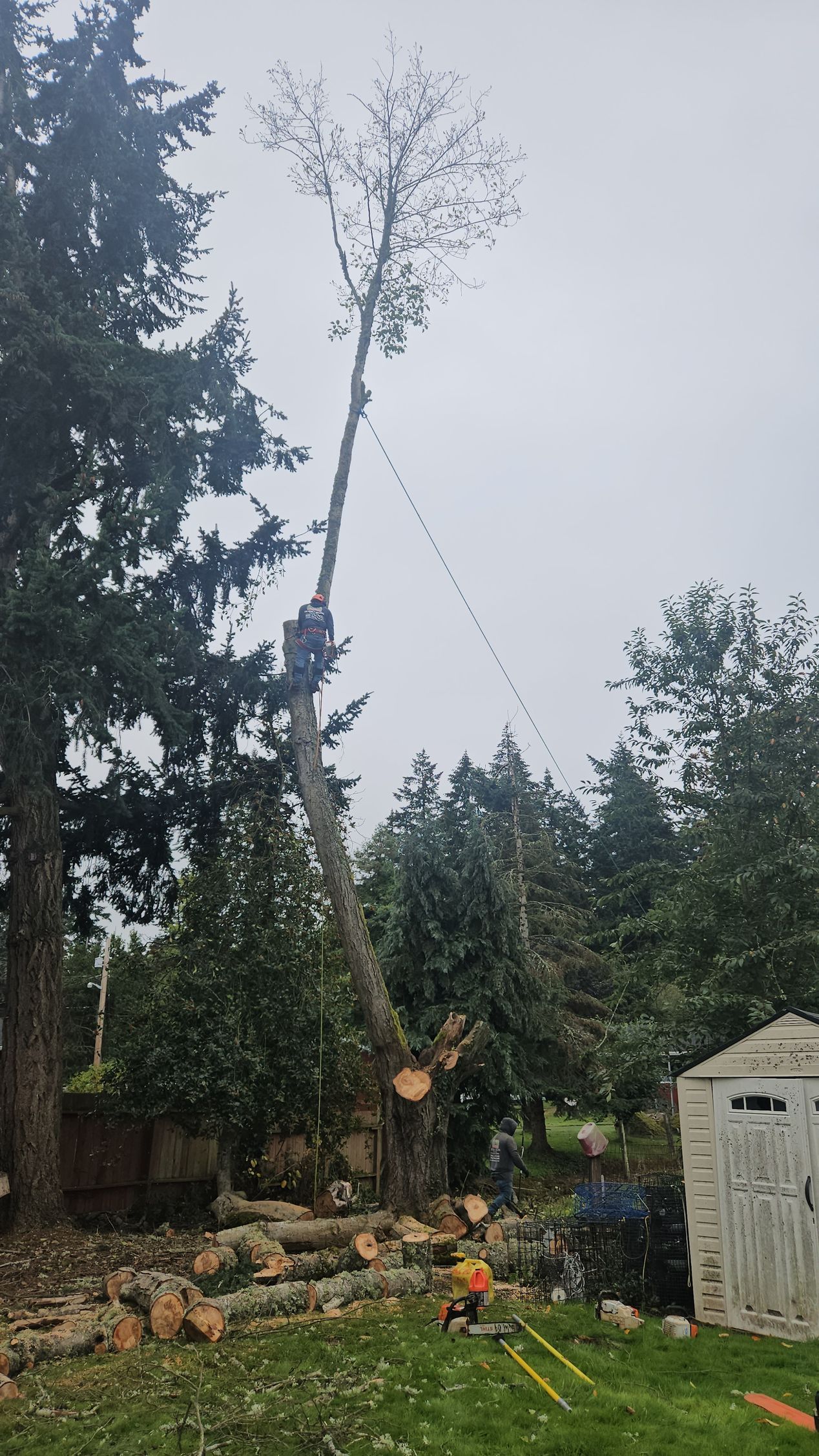A large tree is being cut down in a backyard.