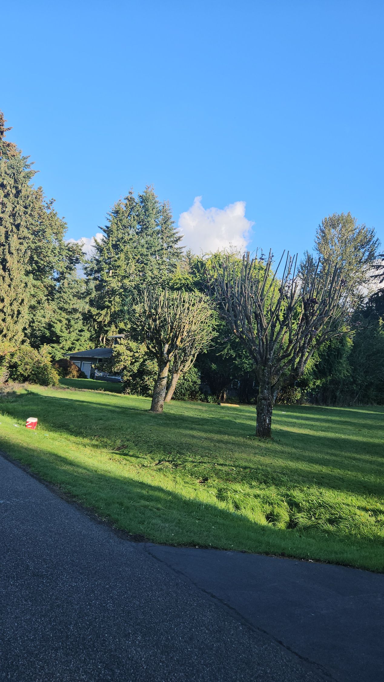 A path going through a park with trees and grass on a sunny day.