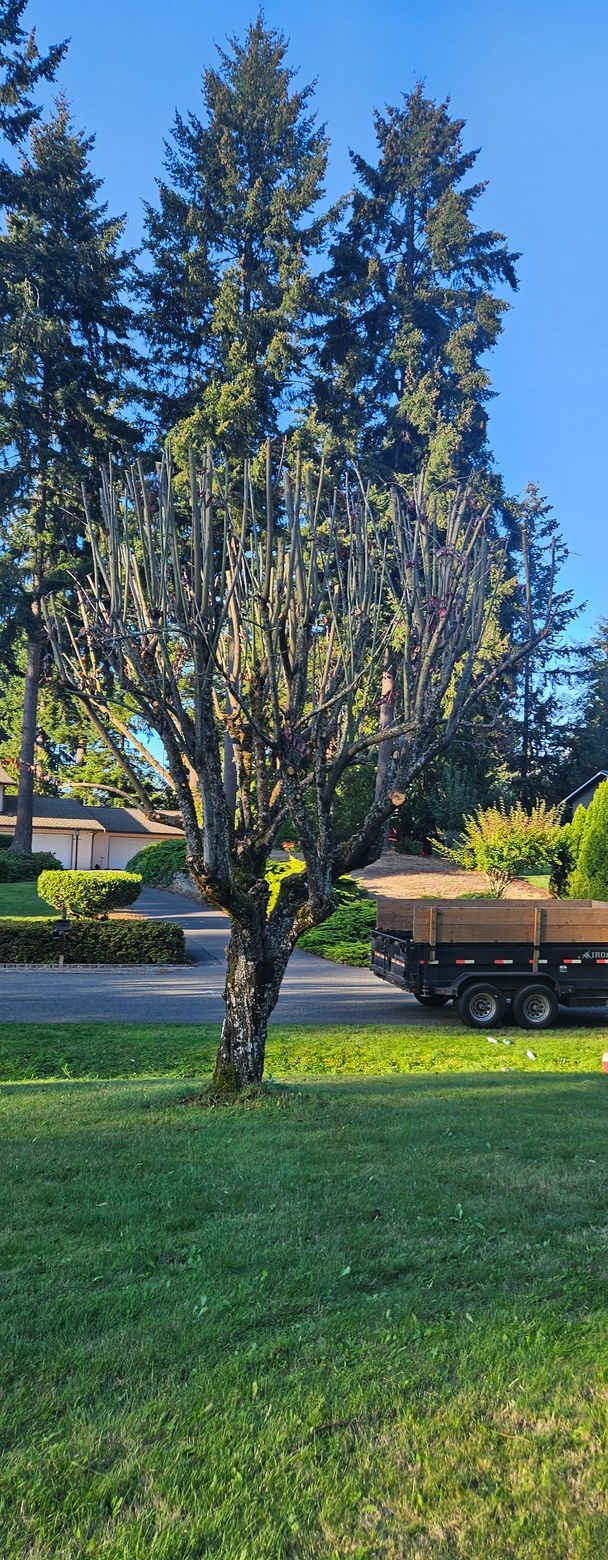 A truck is parked in front of a tree in a yard.