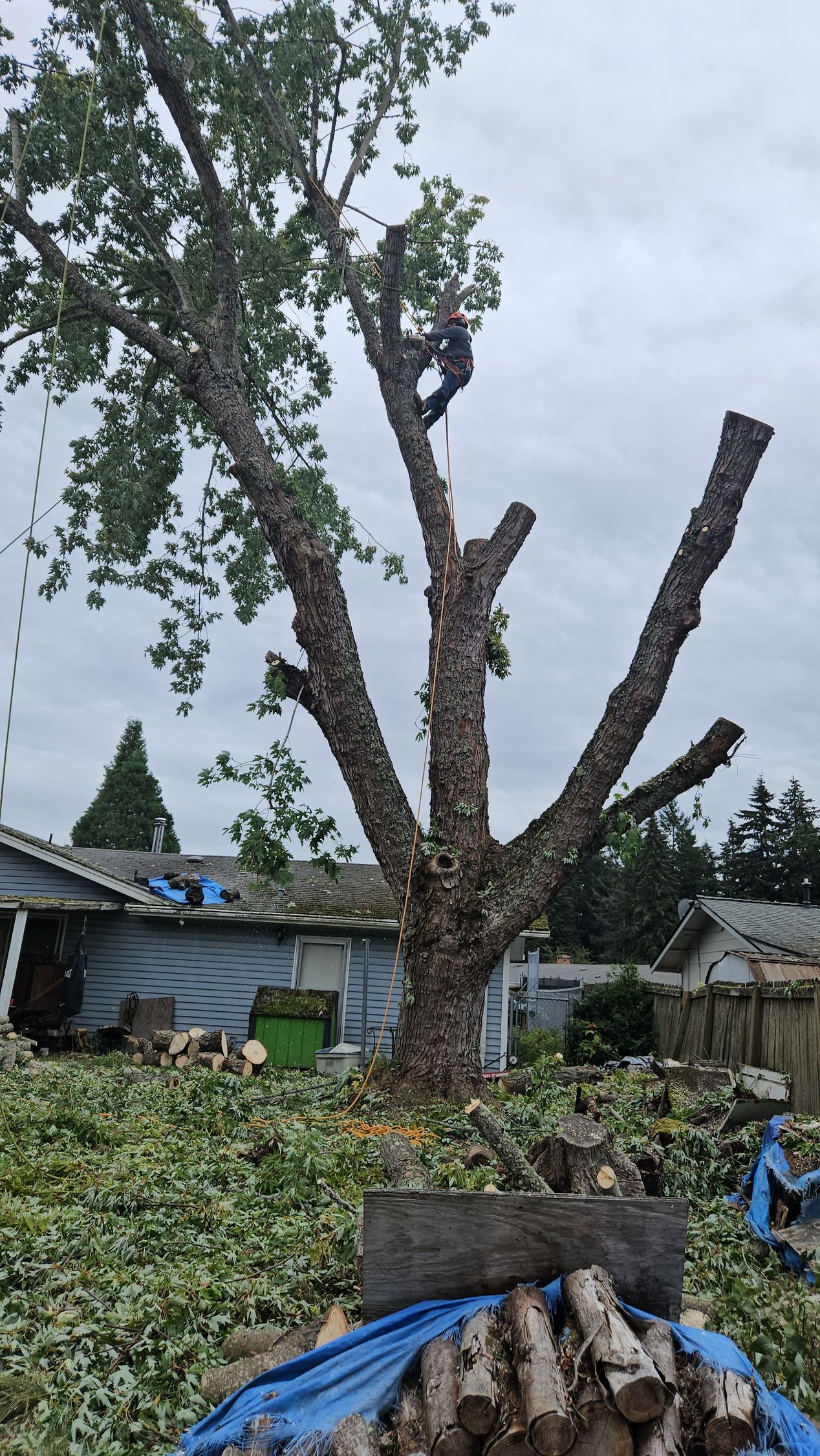 A man is climbing a tree in a backyard next to a pile of logs.