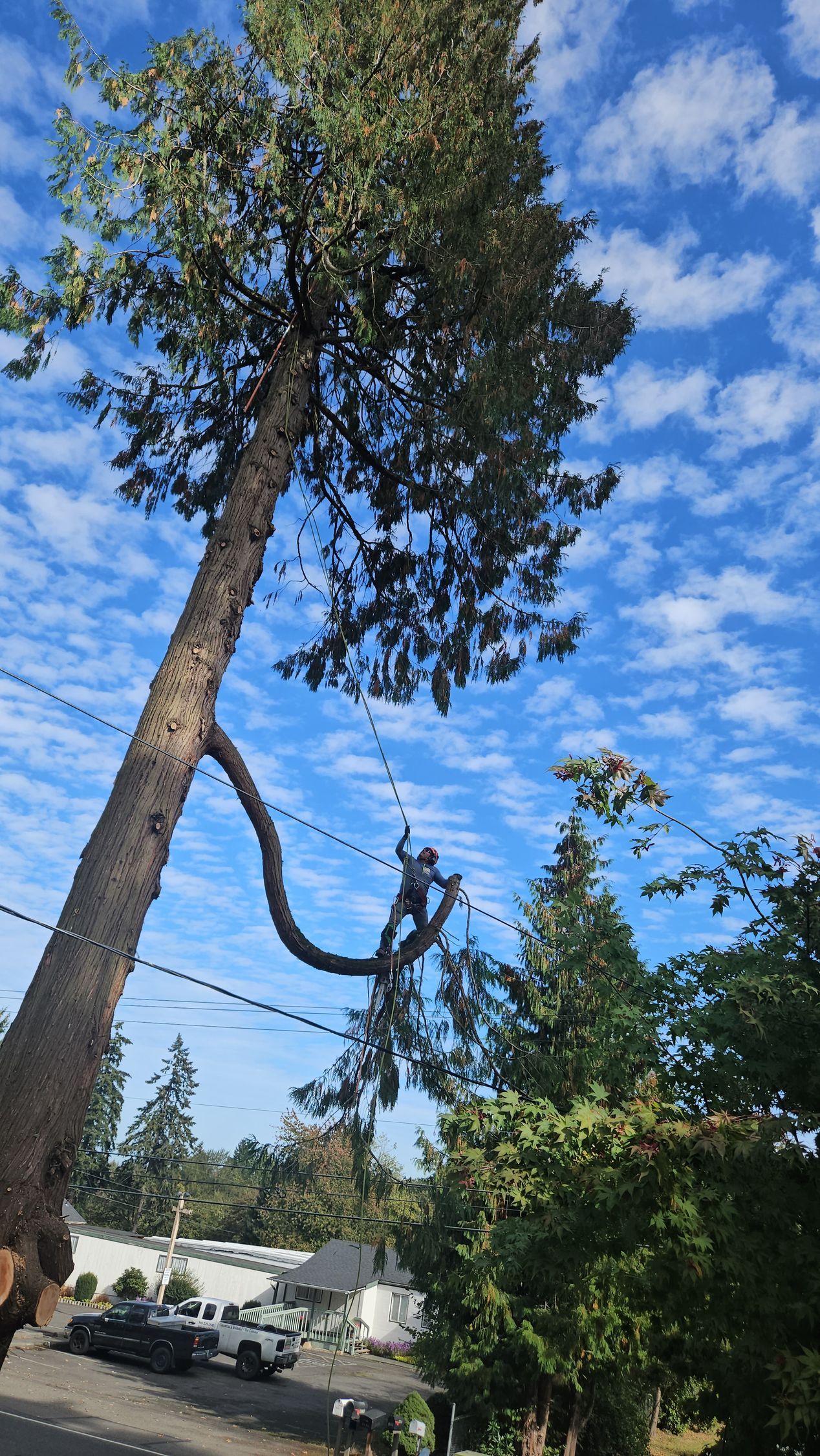 A man is climbing a tree with a chainsaw.
