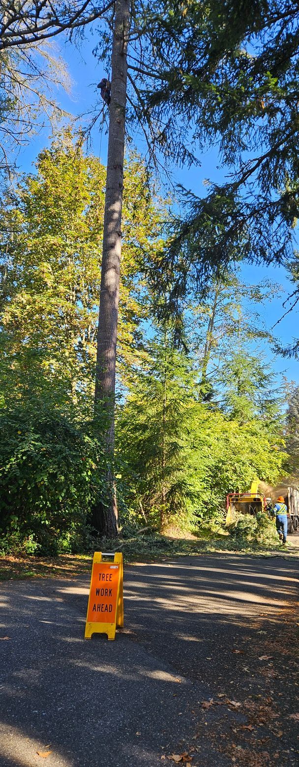 A yellow caution sign is sitting on the side of the road next to a tree.