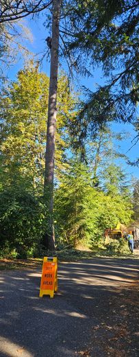 Tall tree with a partial cut, warning sign in the foreground, sunny day.
