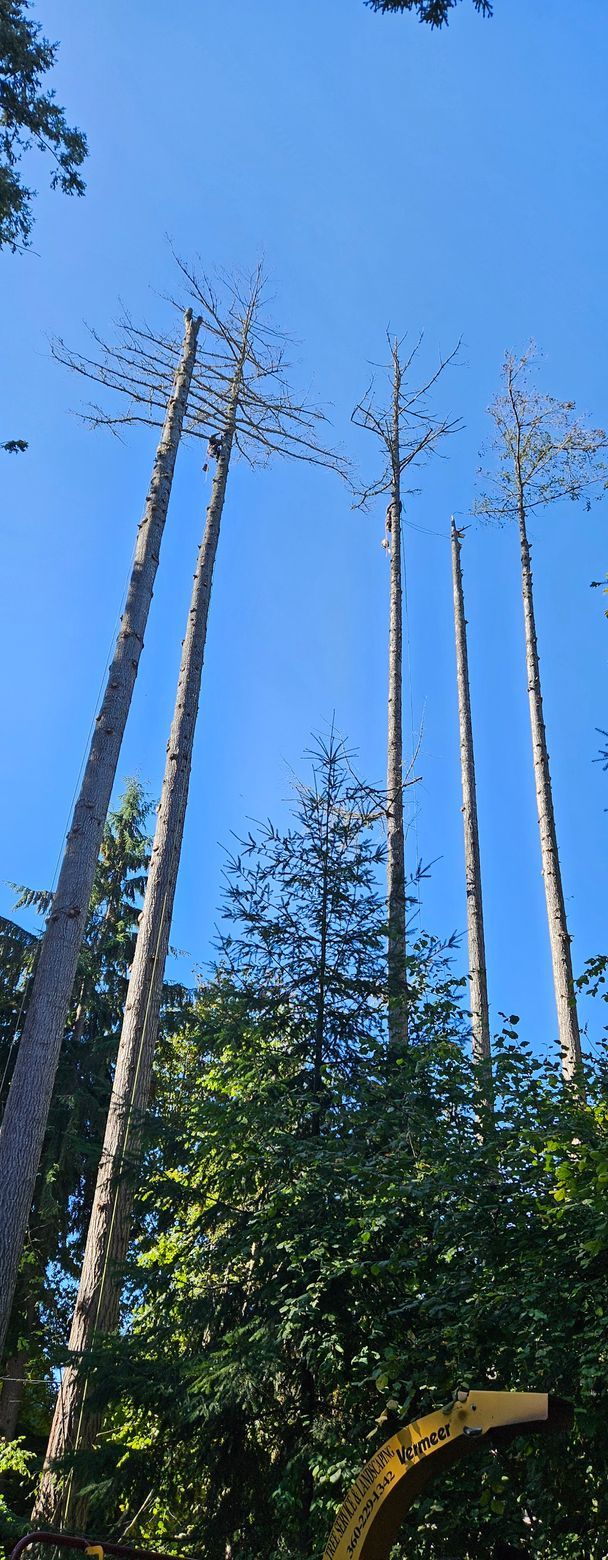A group of tall trees in a forest with a blue sky in the background.