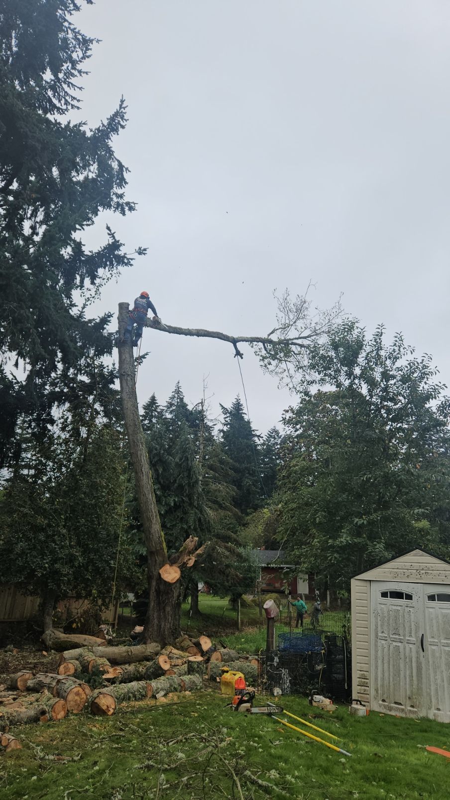 A tree is being cut down in a backyard with a shed in the background.