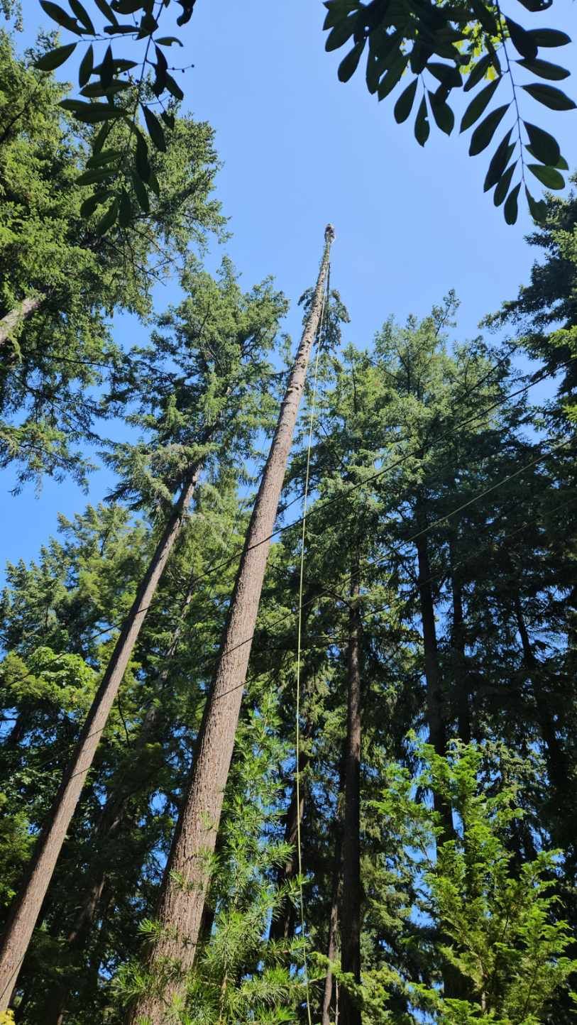 A person is climbing a tree in the woods.